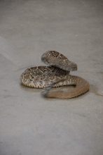 Reptile Gardens