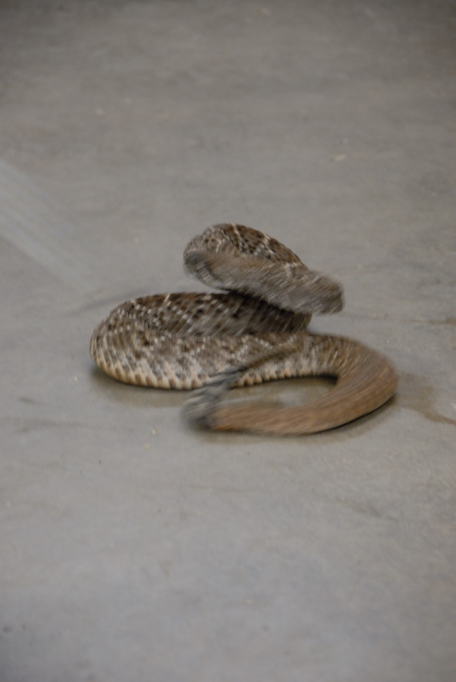 Reptile Gardens