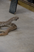 Reptile Gardens
