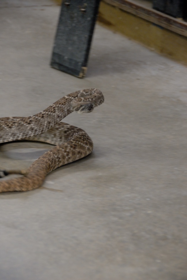 Reptile Gardens