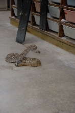 Reptile Gardens