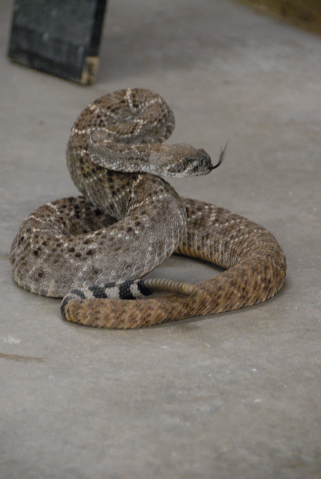 Reptile Gardens