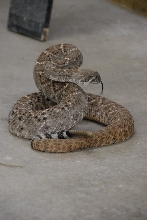 Reptile Gardens