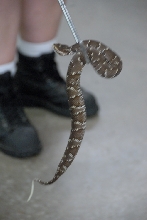 Reptile Gardens