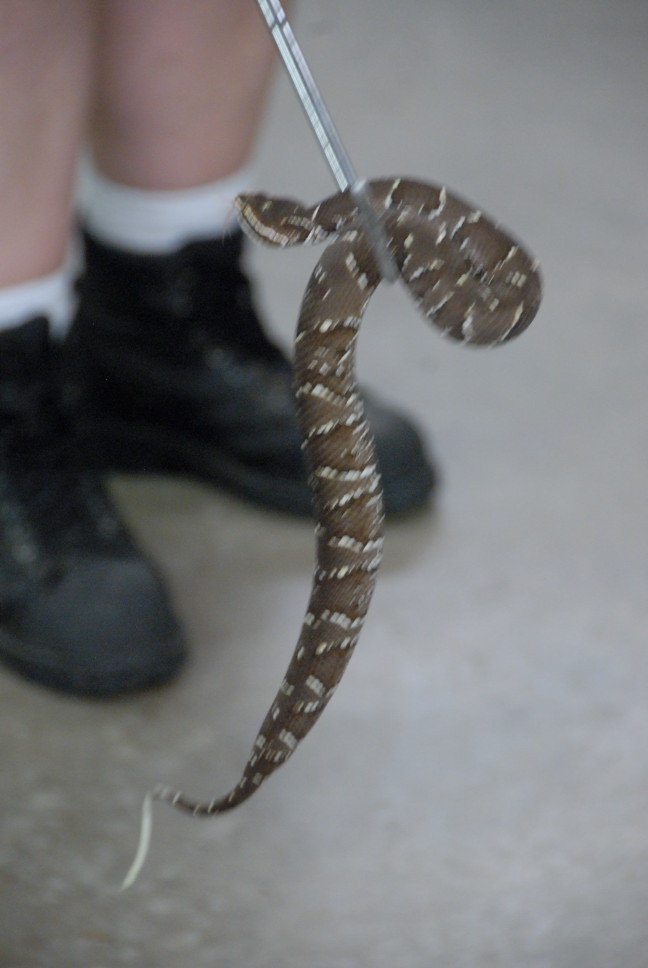 Reptile Gardens