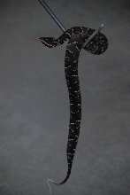Reptile Gardens