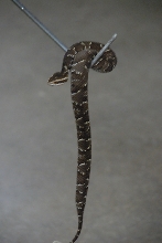 Reptile Gardens