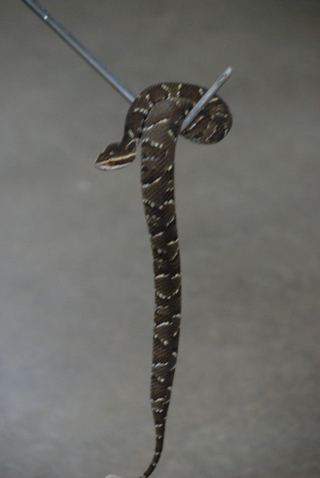 Reptile Gardens