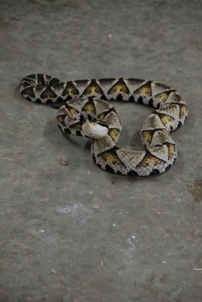 Reptile Gardens