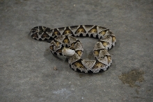 Reptile Gardens
