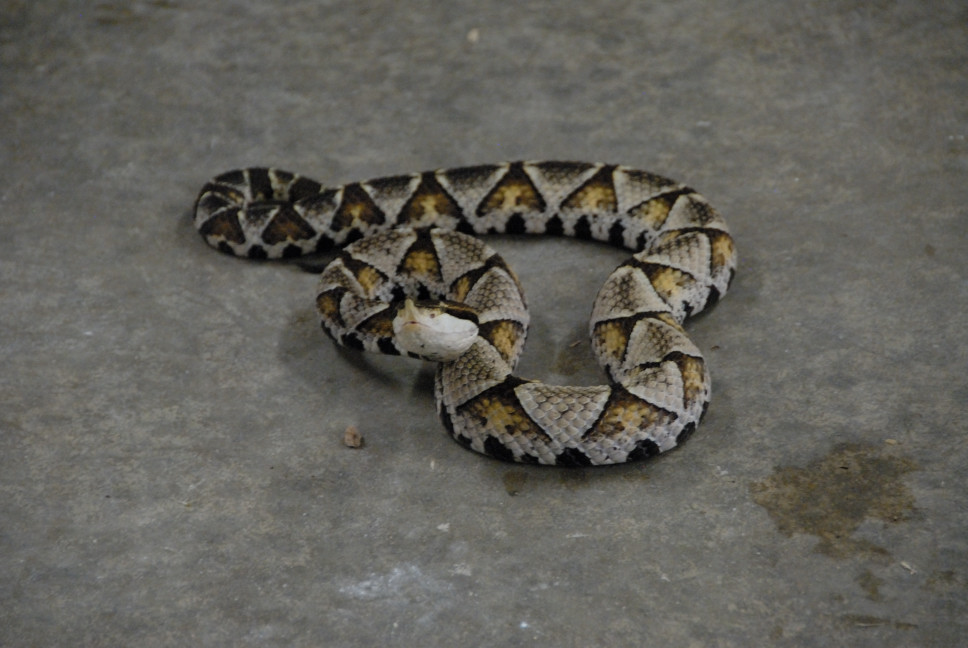 Reptile Gardens