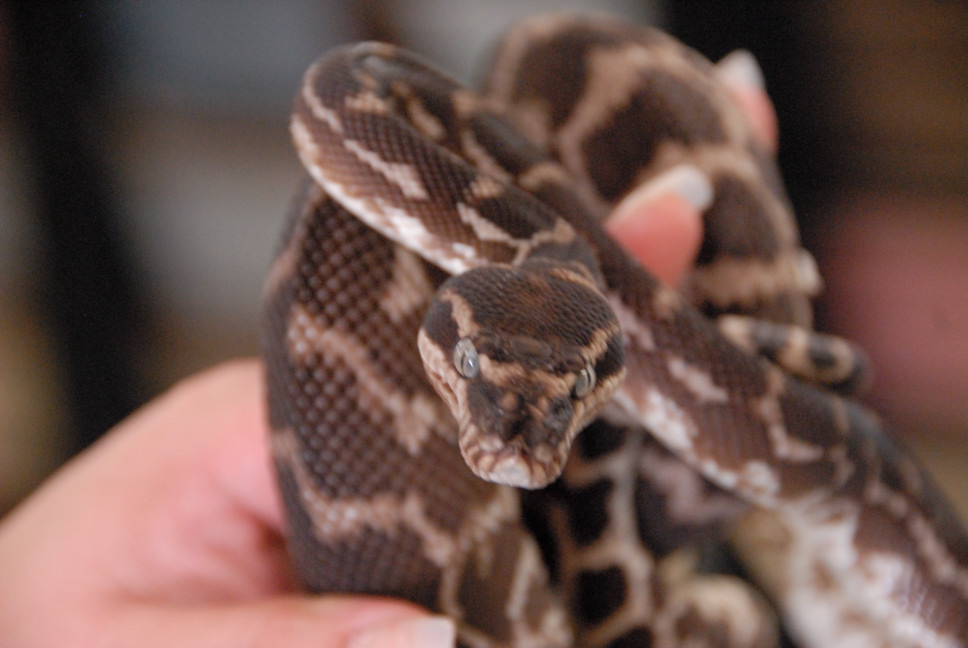 Reptile Gardens