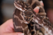 Reptile Gardens