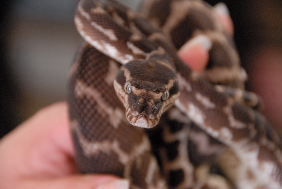 Reptile Gardens