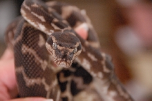 Reptile Gardens
