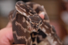 Reptile Gardens