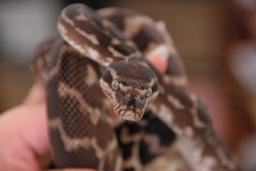 Reptile Gardens