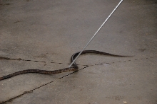 Reptile Gardens