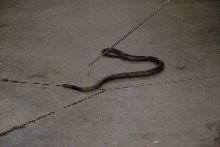 Reptile Gardens