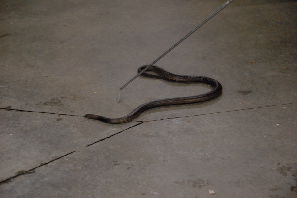 Reptile Gardens
