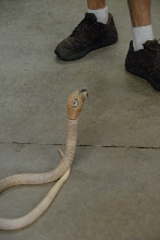 Reptile Gardens