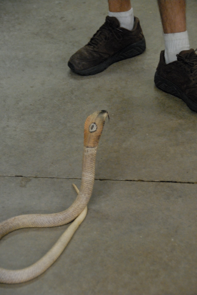 Reptile Gardens