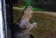 Reptile Gardens