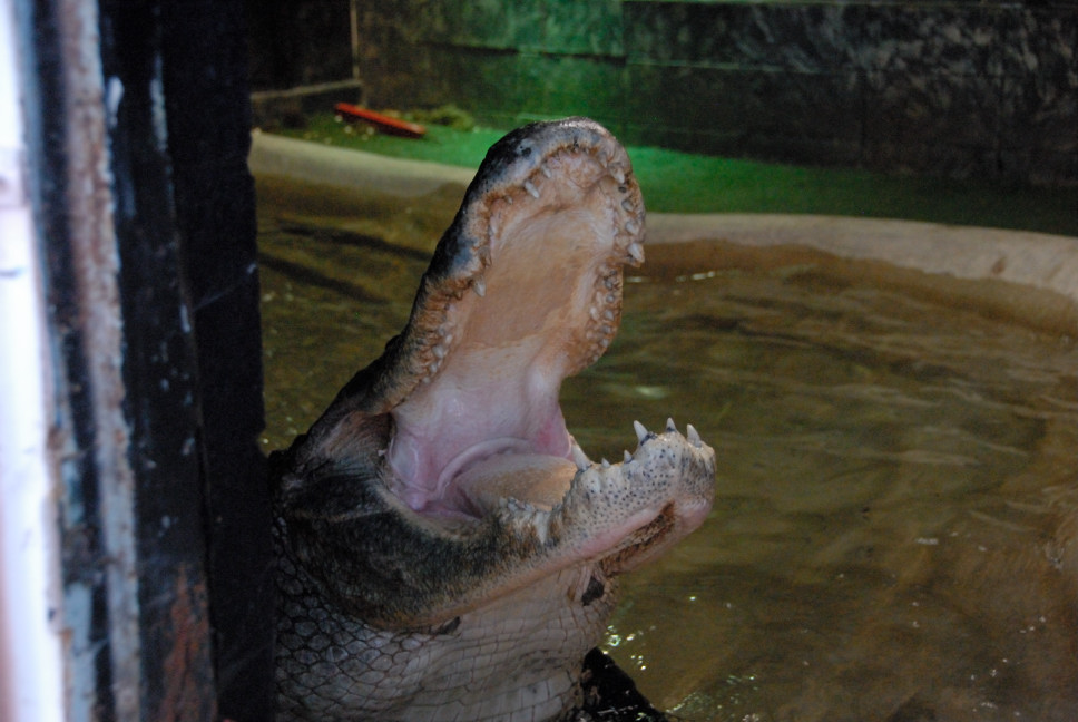 Reptile Gardens