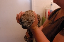 Reptile Gardens