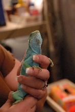 Reptile Gardens