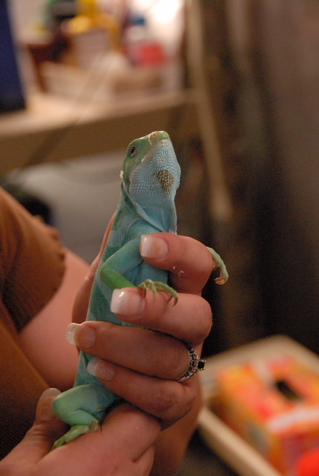 Reptile Gardens
