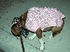Yappy hour hosted by Central Bark