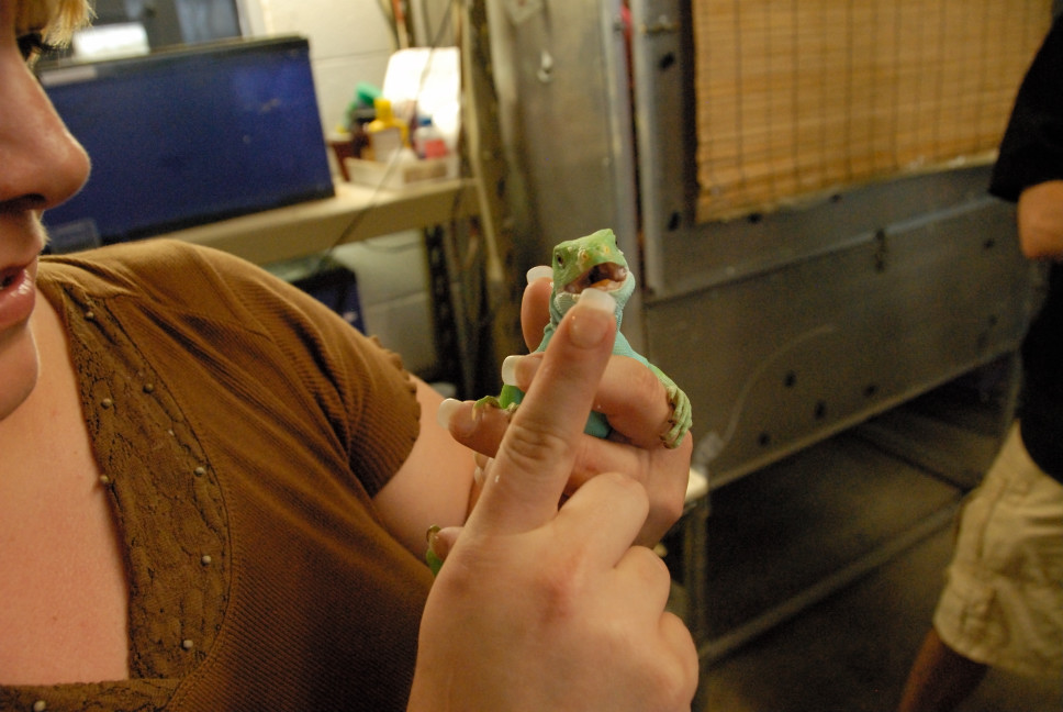 Reptile Gardens