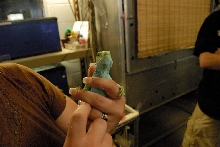 Reptile Gardens