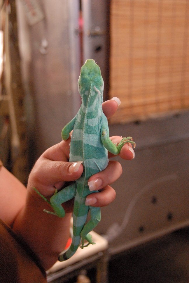 Reptile Gardens