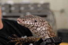 Reptile Gardens