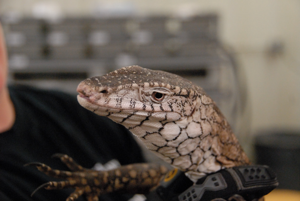 Reptile Gardens