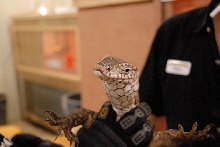 Reptile Gardens