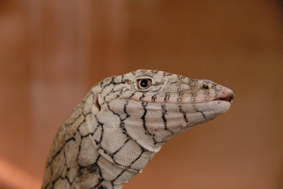 Reptile Gardens