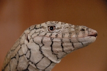 Reptile Gardens