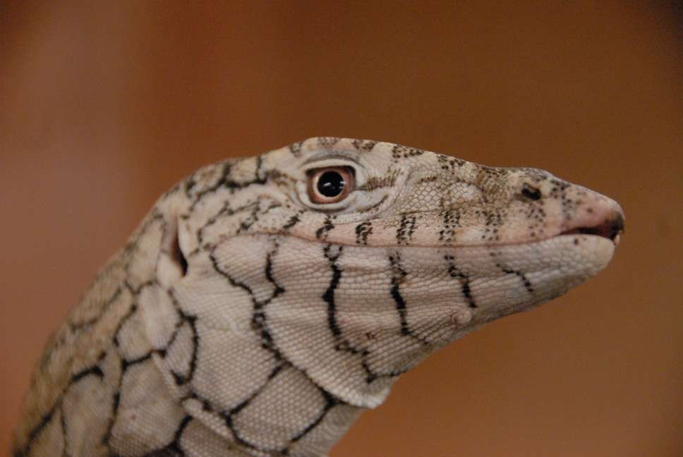 Reptile Gardens