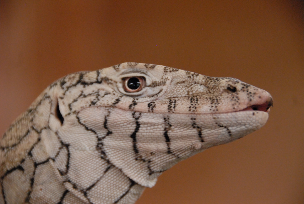 Reptile Gardens