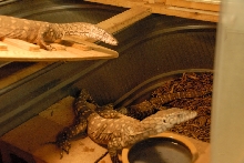 Reptile Gardens