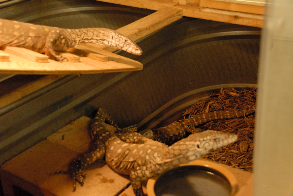 Reptile Gardens