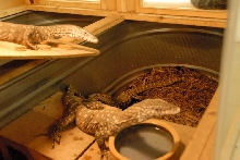 Reptile Gardens