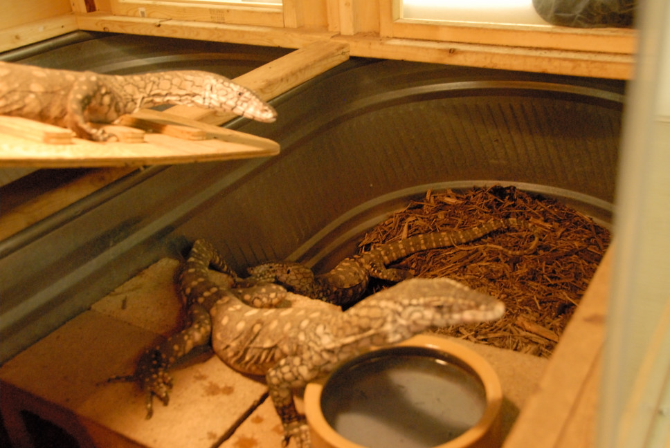 Reptile Gardens