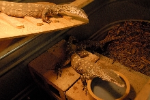 Reptile Gardens