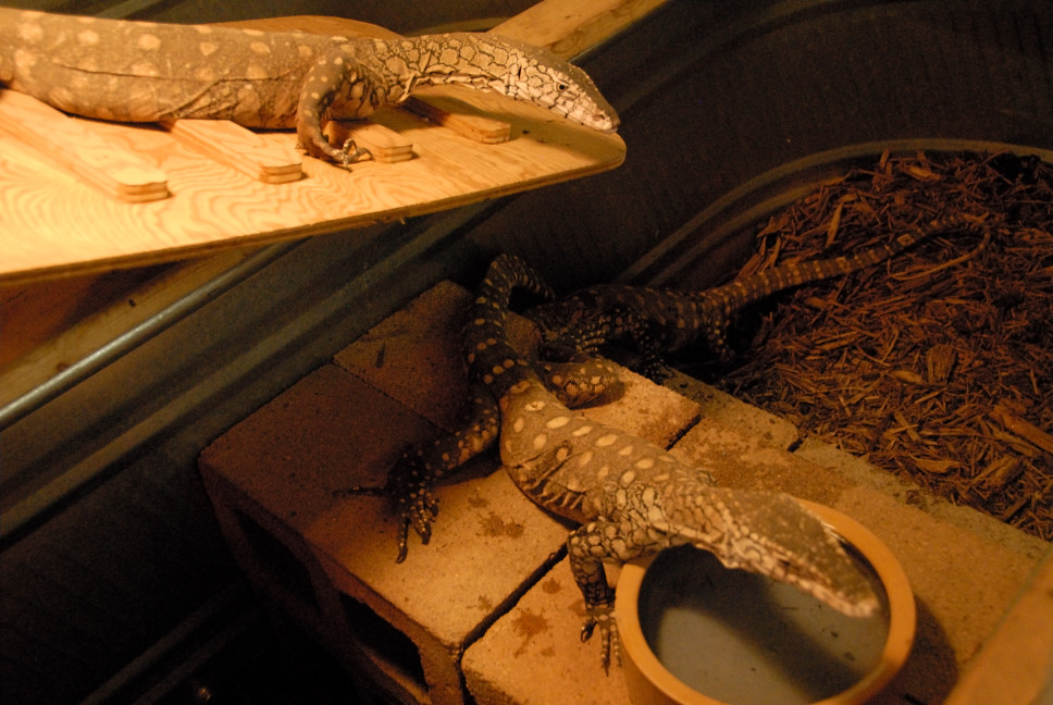 Reptile Gardens