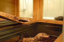 Reptile Gardens