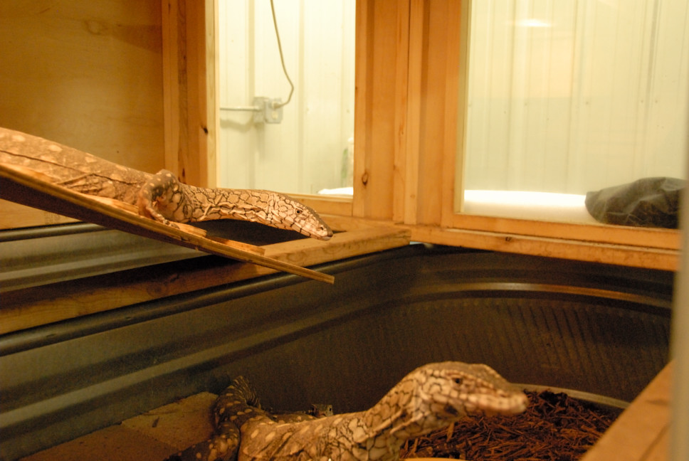Reptile Gardens